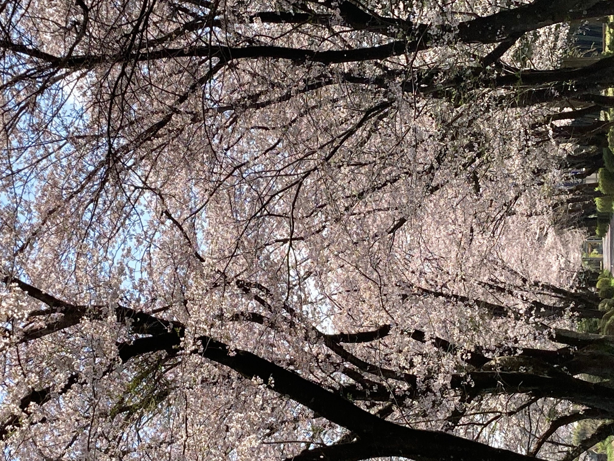 三嶋神社参道の桜