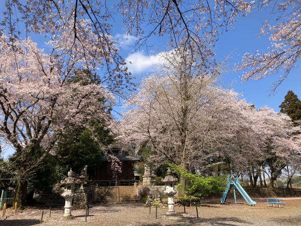 三嶋神社境内内の桜