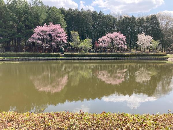 農村公園池に映る桜