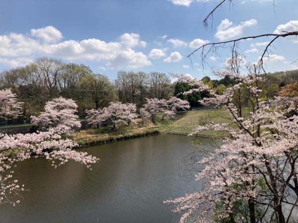 梅沢調整池は周囲が桜に囲まれています