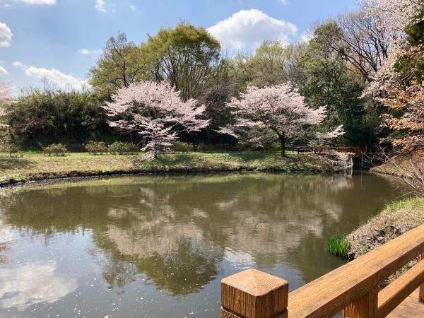 逆川沼の水面にも桜が映ります