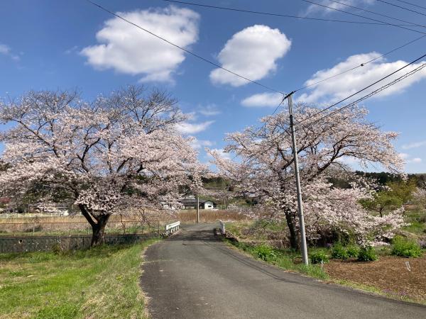 熊井地内日の丸橋付近の桜