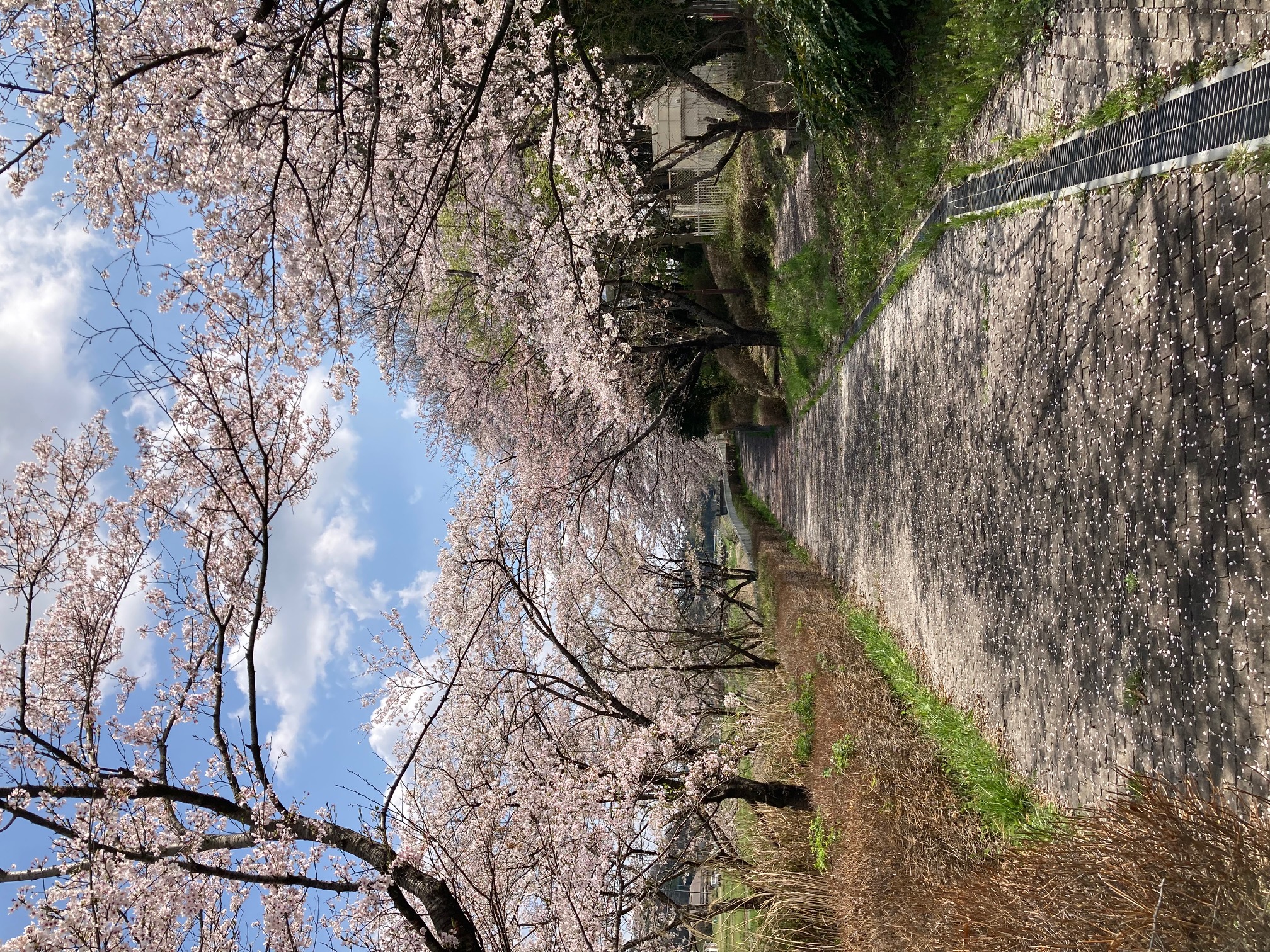 中央公民館裏にある遊歩道の桜