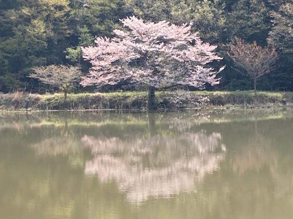 東山沼水面に映る桜