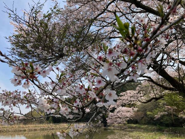 東山沼の桜を拡大撮影