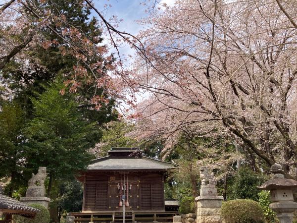 三嶋神社敷地内の桜