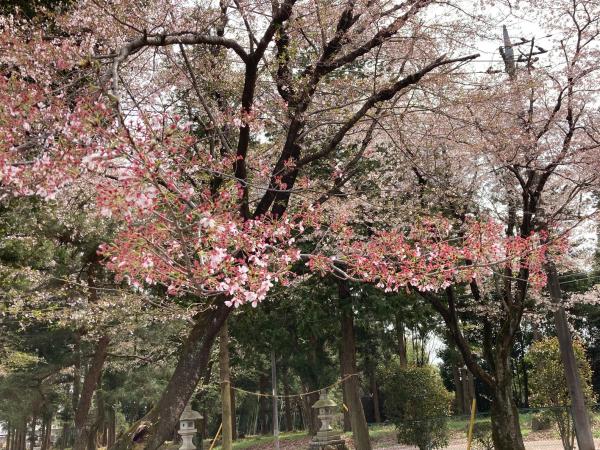 三嶋神社敷地内の花を拡大撮影