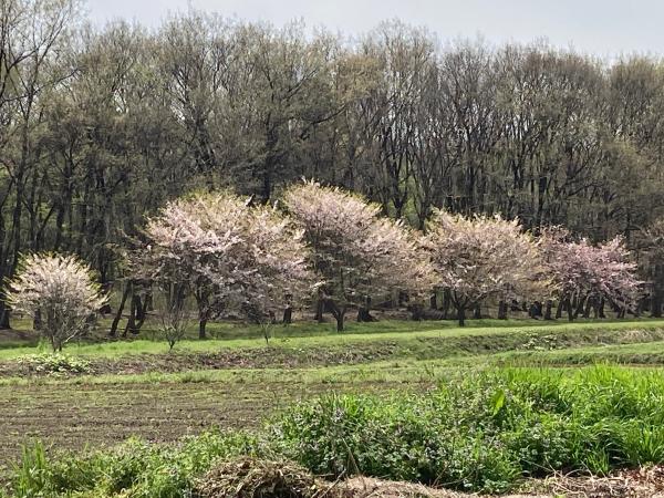 農村公園駐車場から見た桜