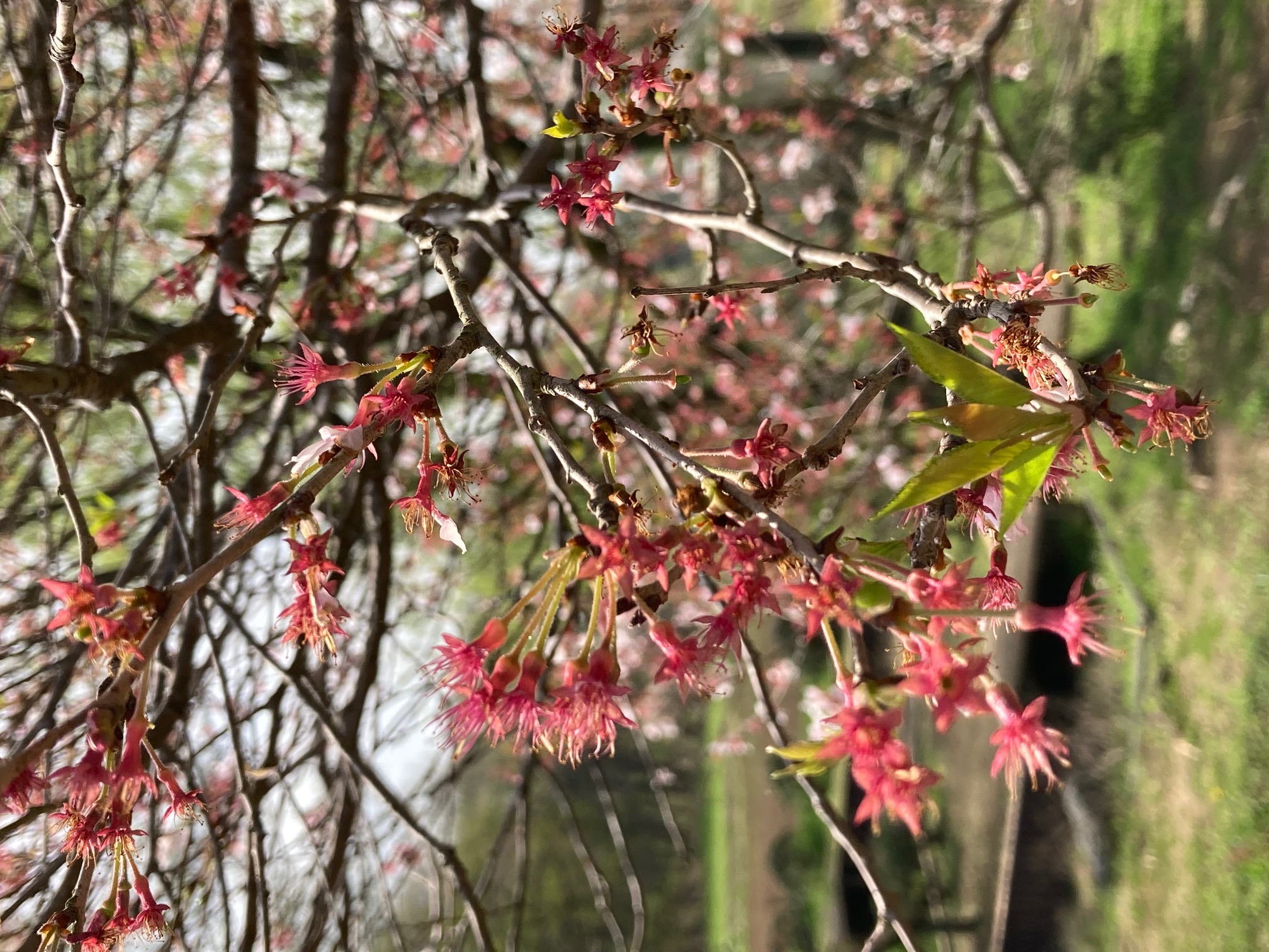 農村公園で一番に咲いた桜