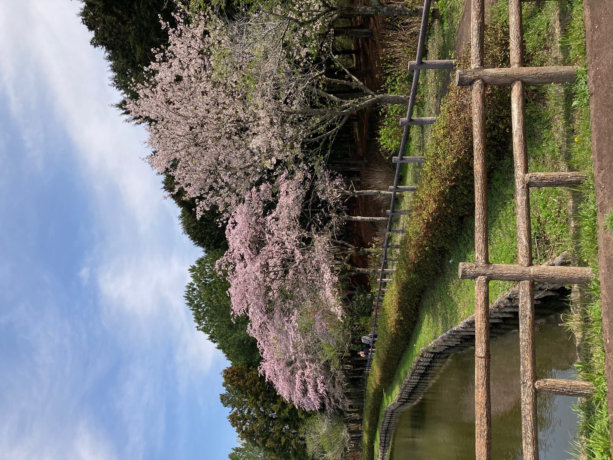 農村公園池のほとりのしだれ桜近景