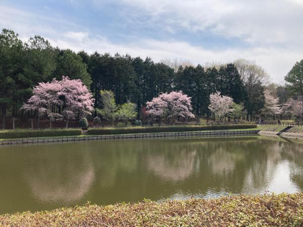 農村公園の池沿いの桜