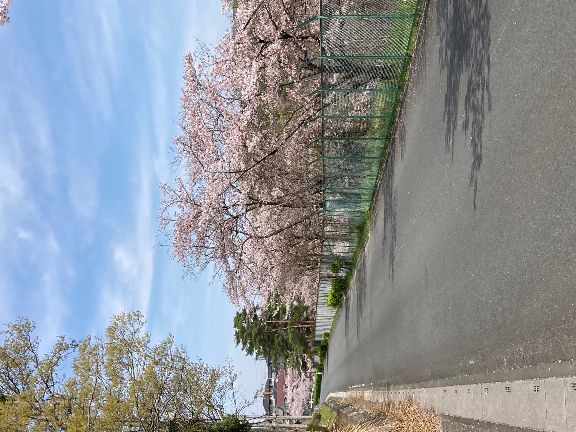 梅沢調整池の桜集会所発