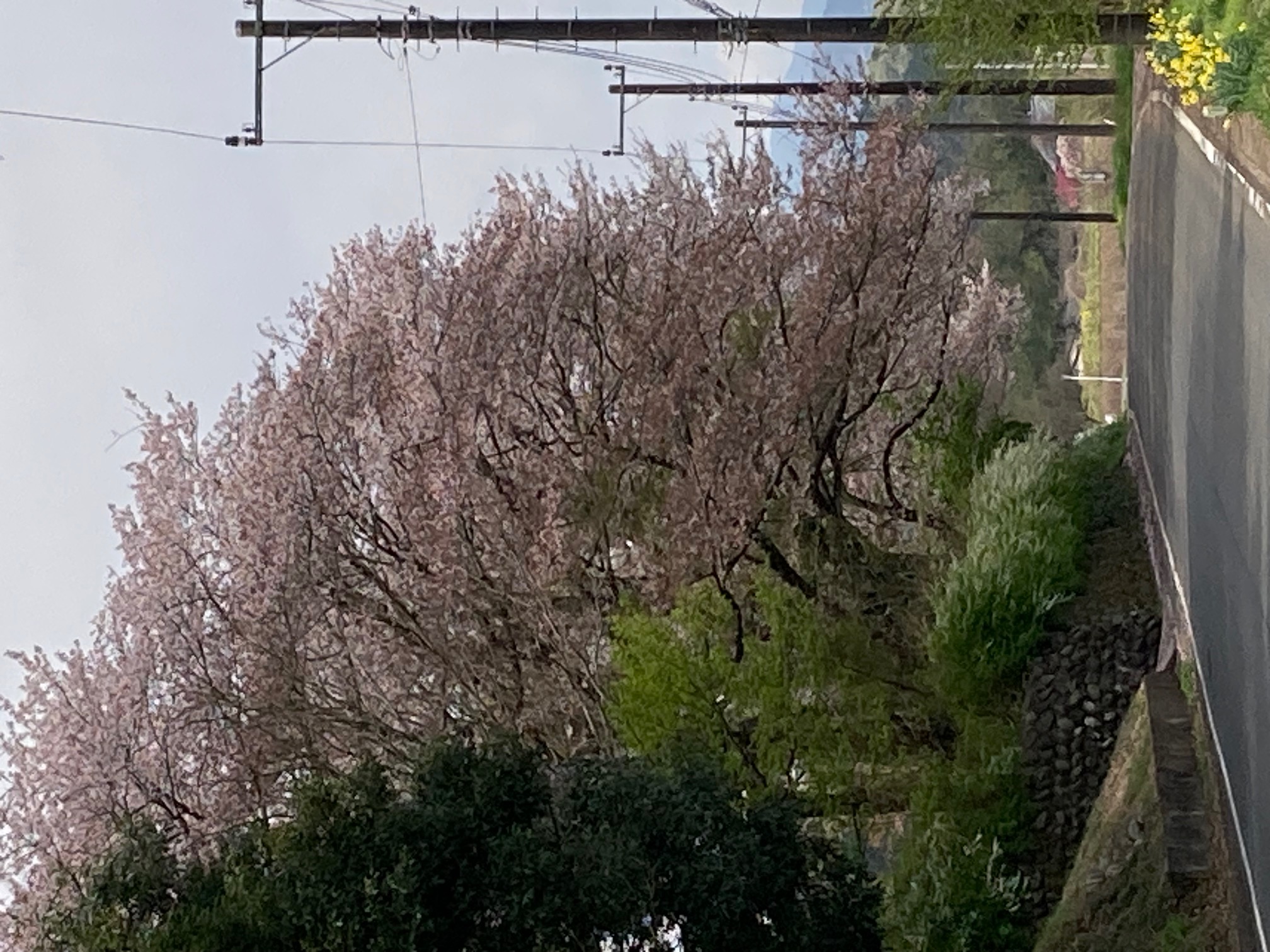 熊井毛呂神社前の桜