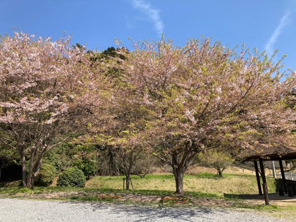 高野倉ふれあい自然公園駐車場の桜