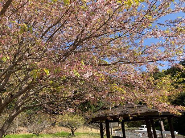 高野倉ふれあい自然公園の花を拡大撮影