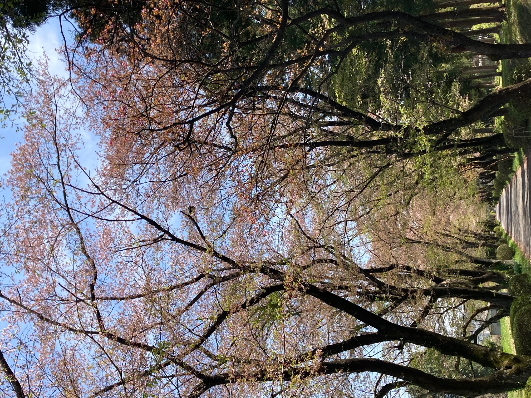 三嶋神社参道の桜並木