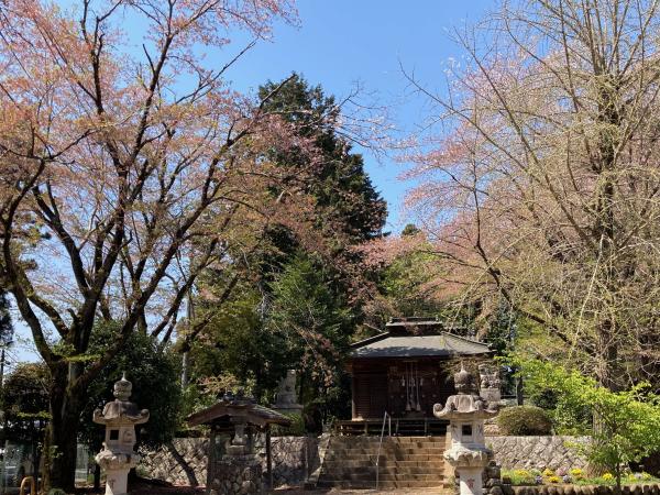 三嶋神社境内の桜