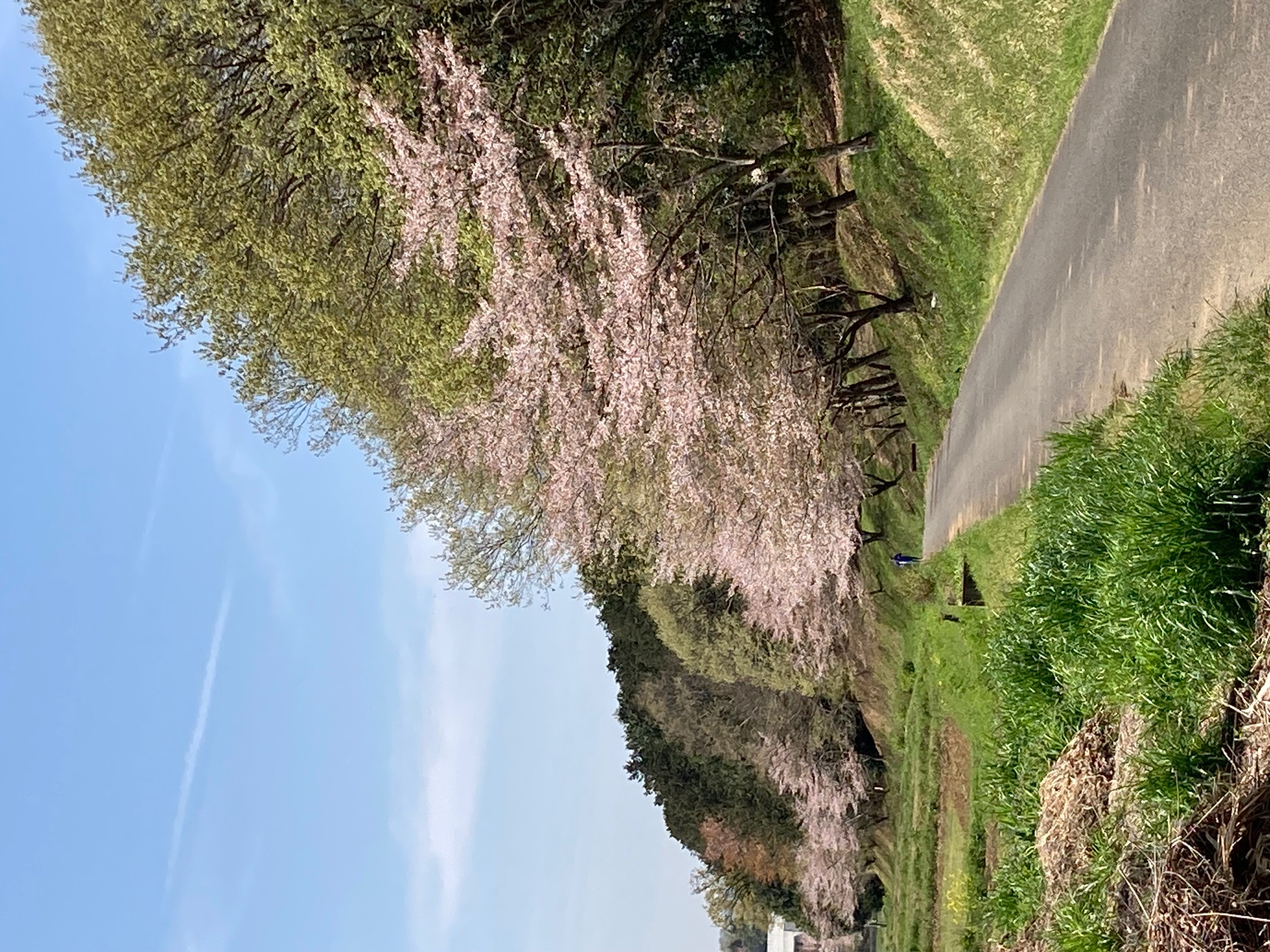 農村公園の裏通りの桜並木