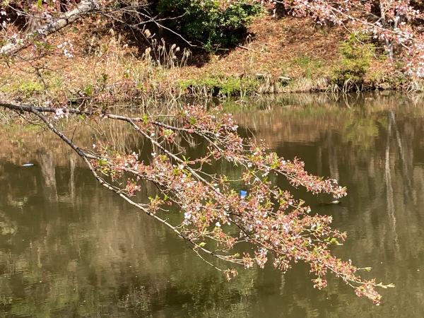 逆川沼公園の桜の枝先拡大