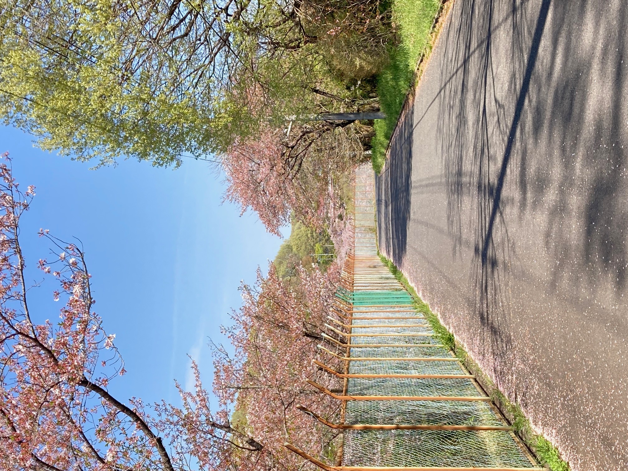 梅沢調整池外周の道路沿いに咲く桜