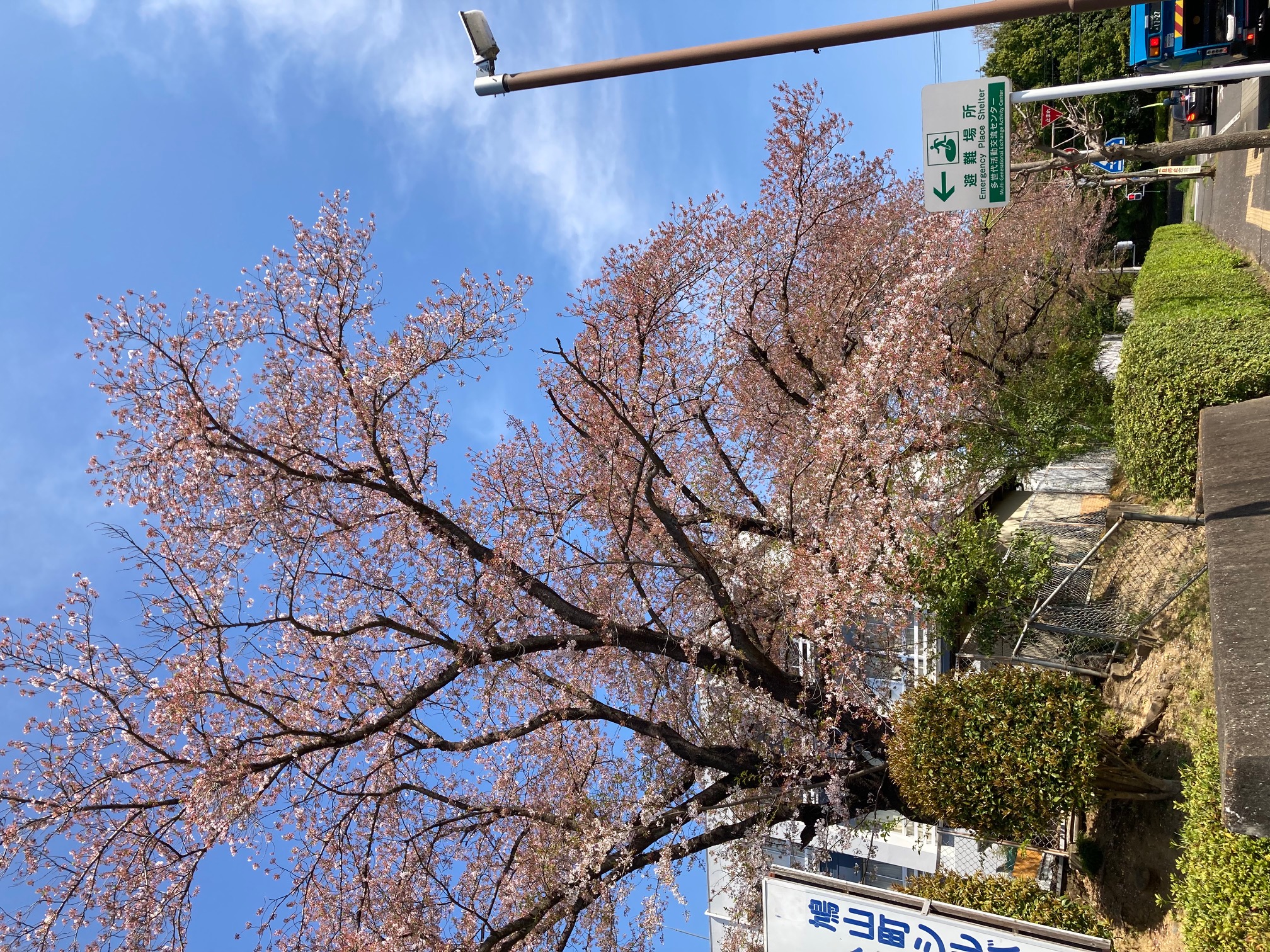 多世代活動交流センター前の桜を拡大撮影