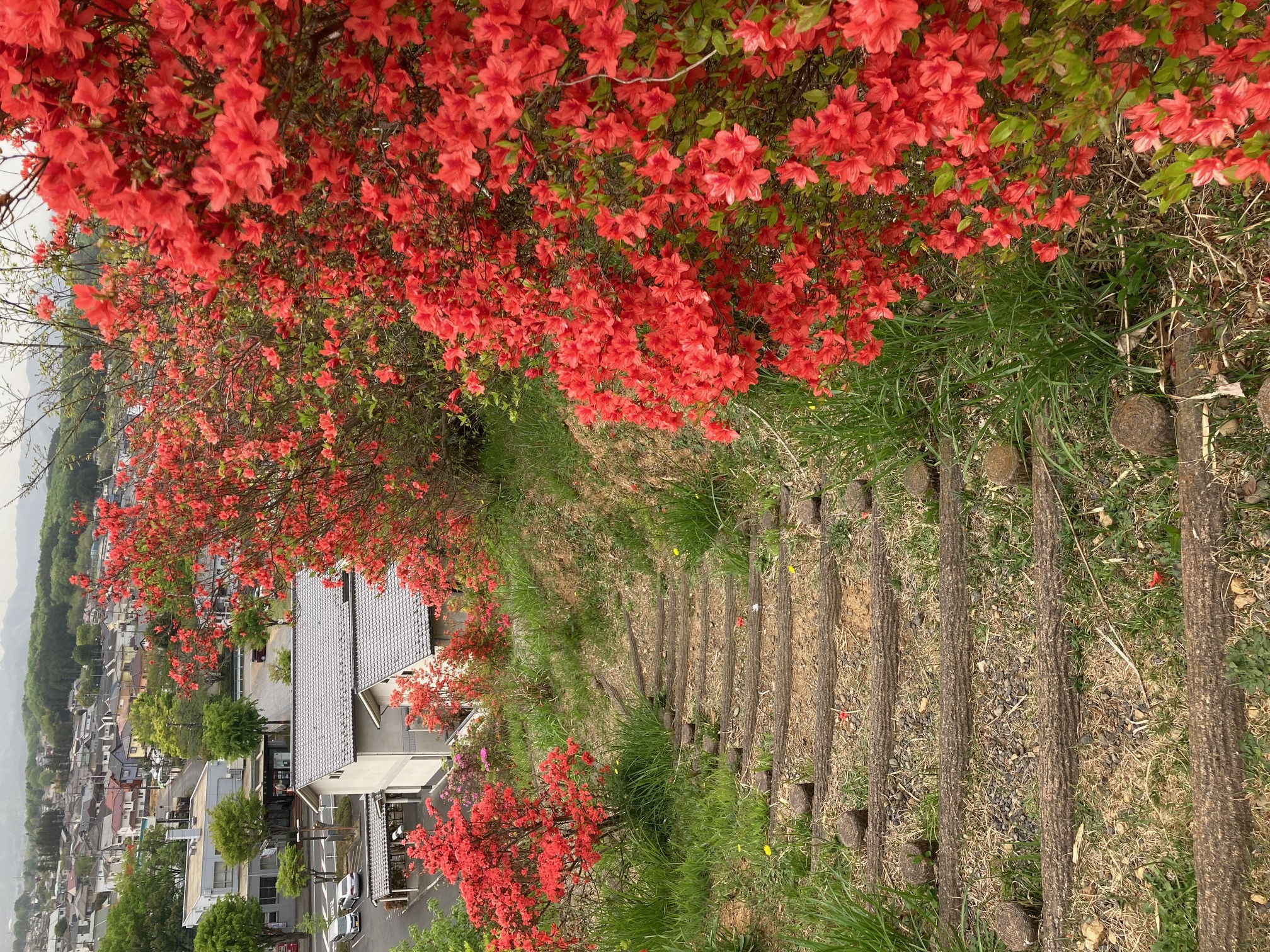 おしゃもじ山公園内の様子2