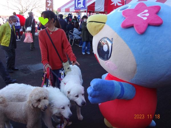 犬とたわむれる