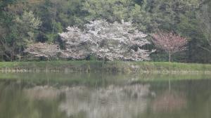 東山沼の桜411-2