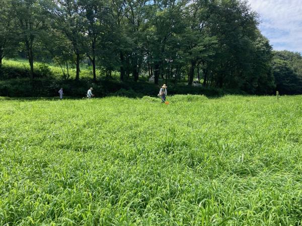 R6.7.26草刈前の田んぼ