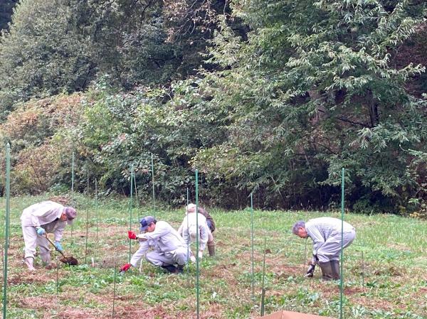 景観形成植物コオニユリの植え付け1