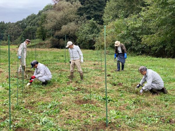 景観形成植物コオニユリの植え付け2