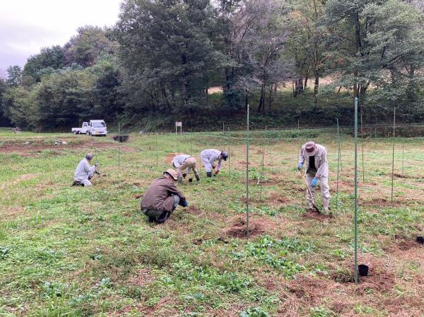 景観形成植物コオニユリの植え付け3