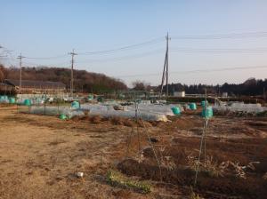 ふれあい農園