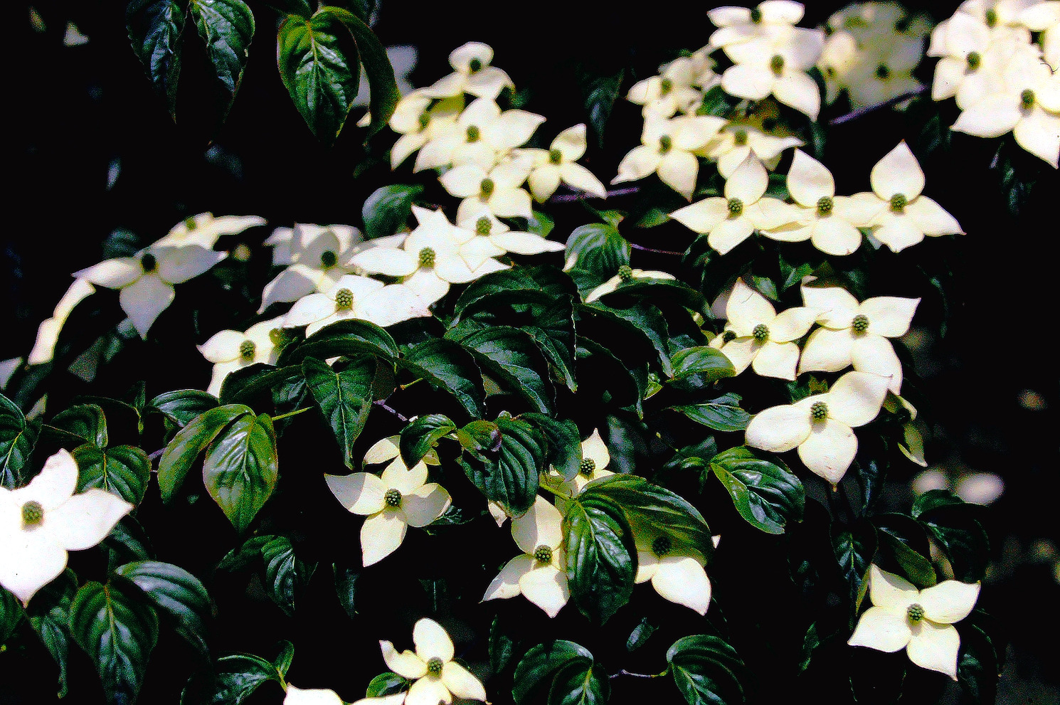 ヤマボウシの花