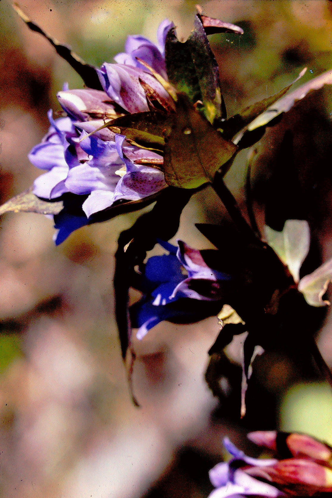 リンドウの花