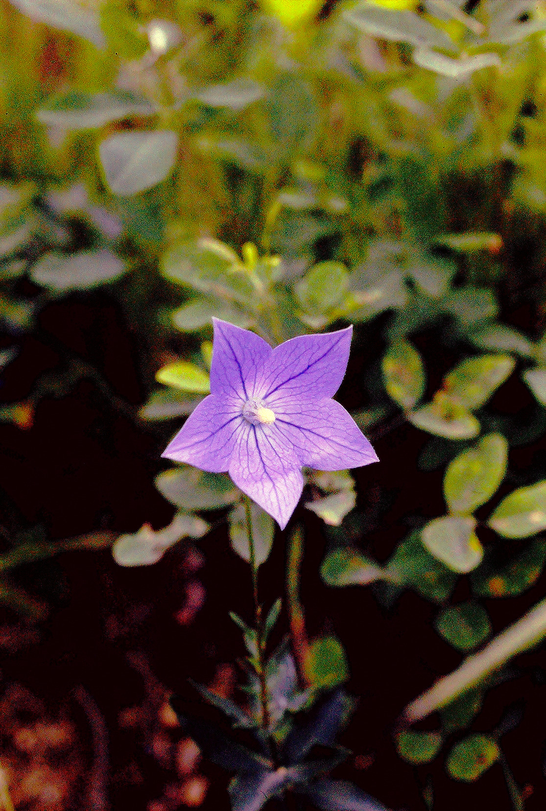 キキョウの花