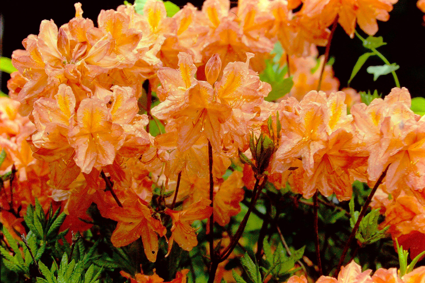 レンゲツツジの花