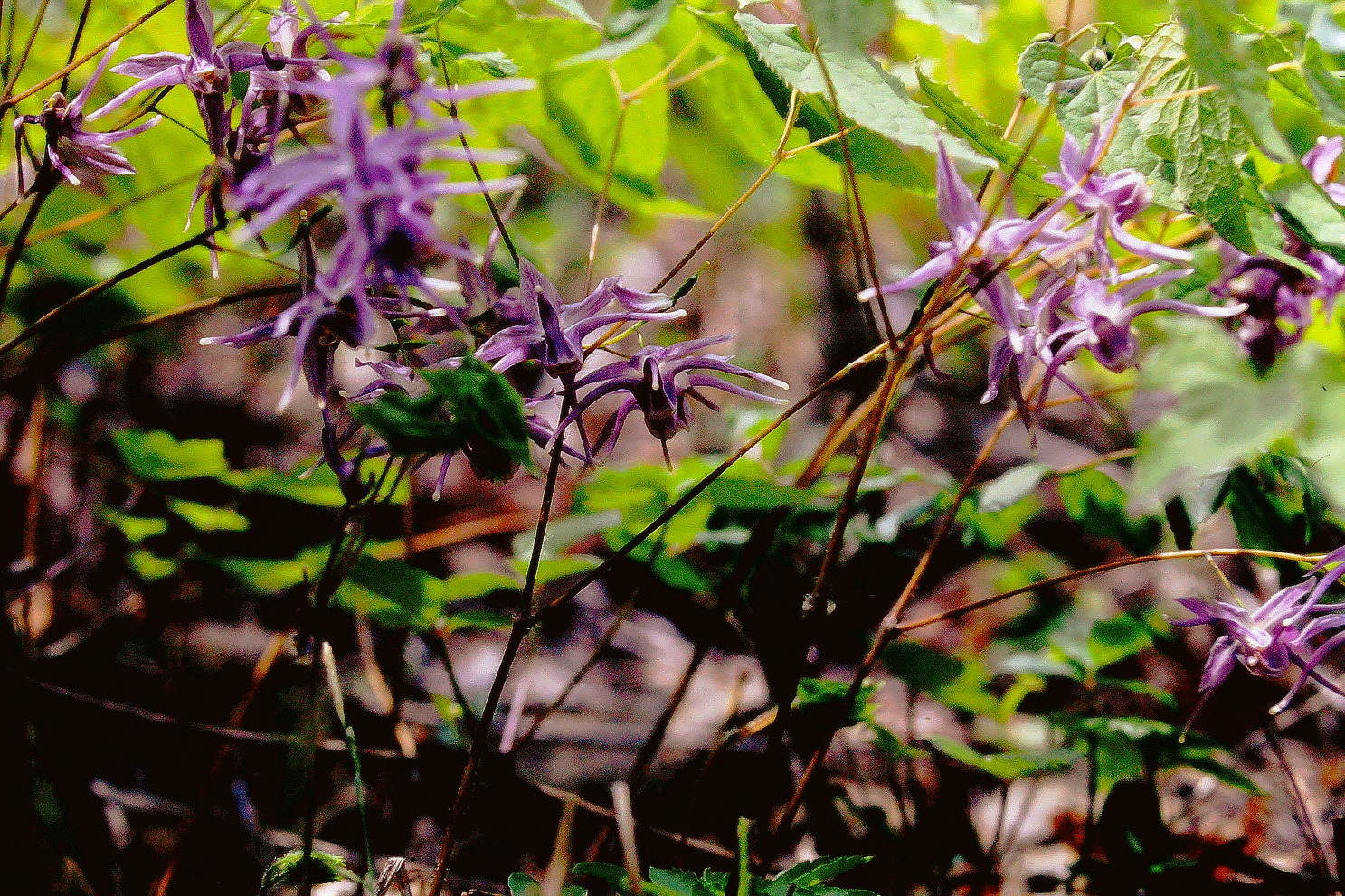 イカリソウの花
