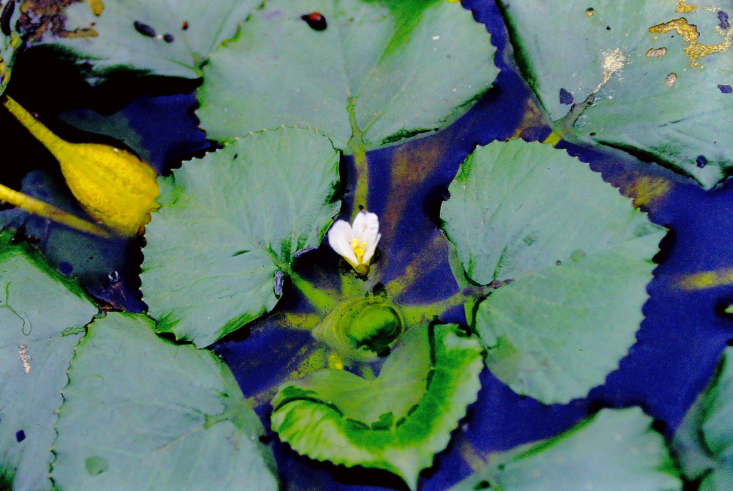 ヒシの花