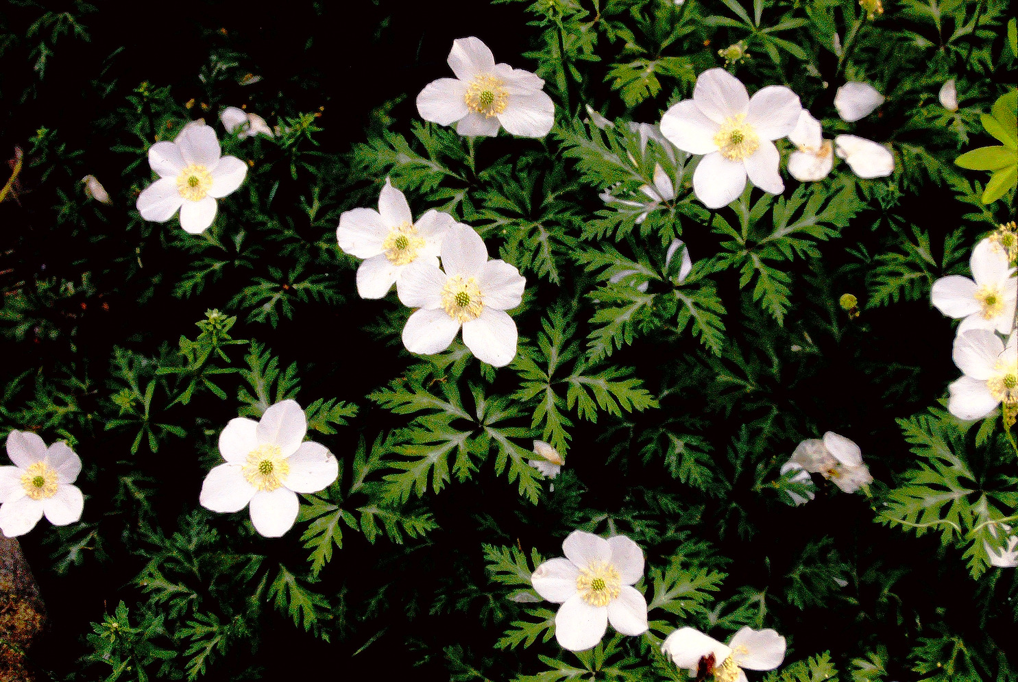 イチリンソウの花