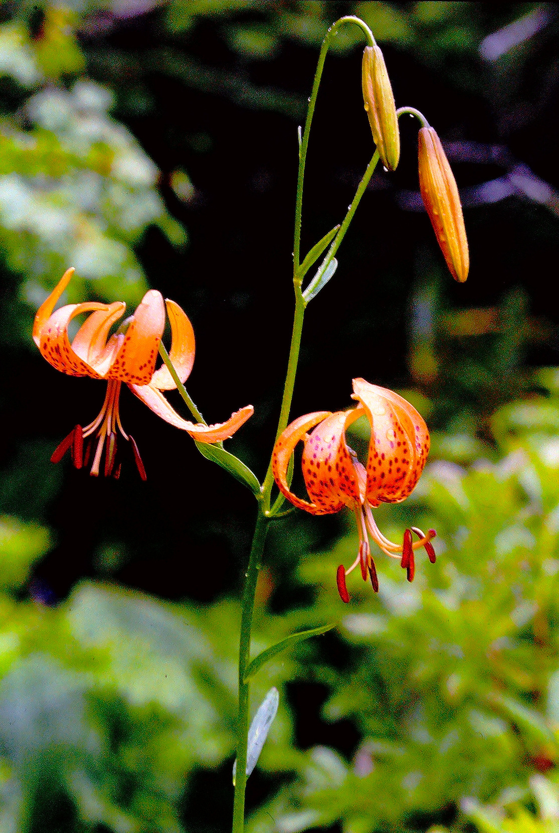 コオニユリの花