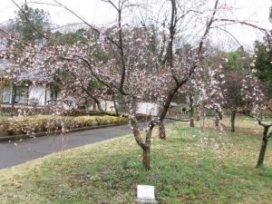 農村公園枝垂れ桜