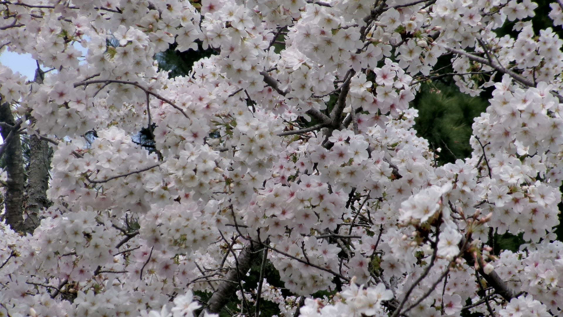 桜1