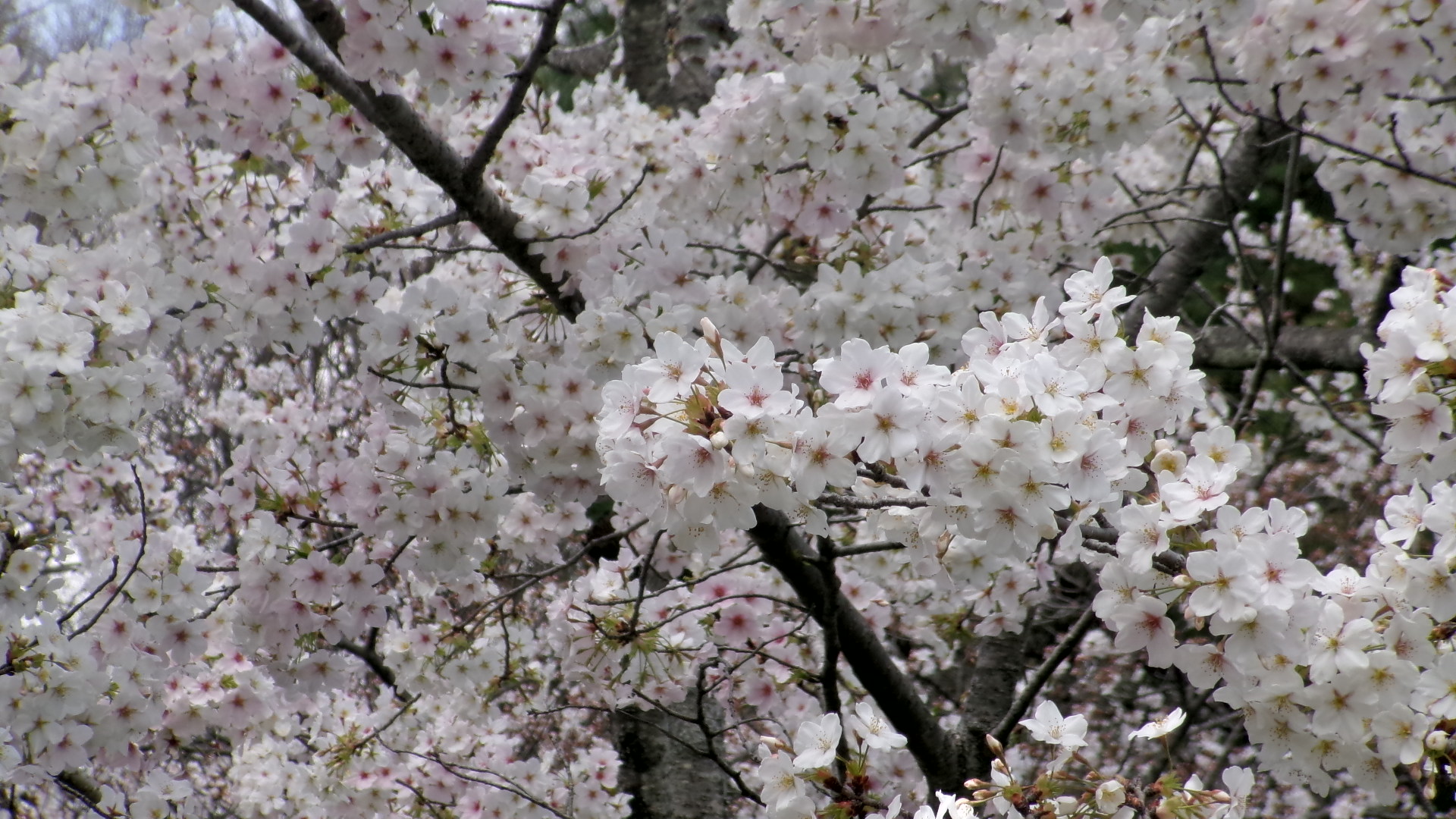 桜2