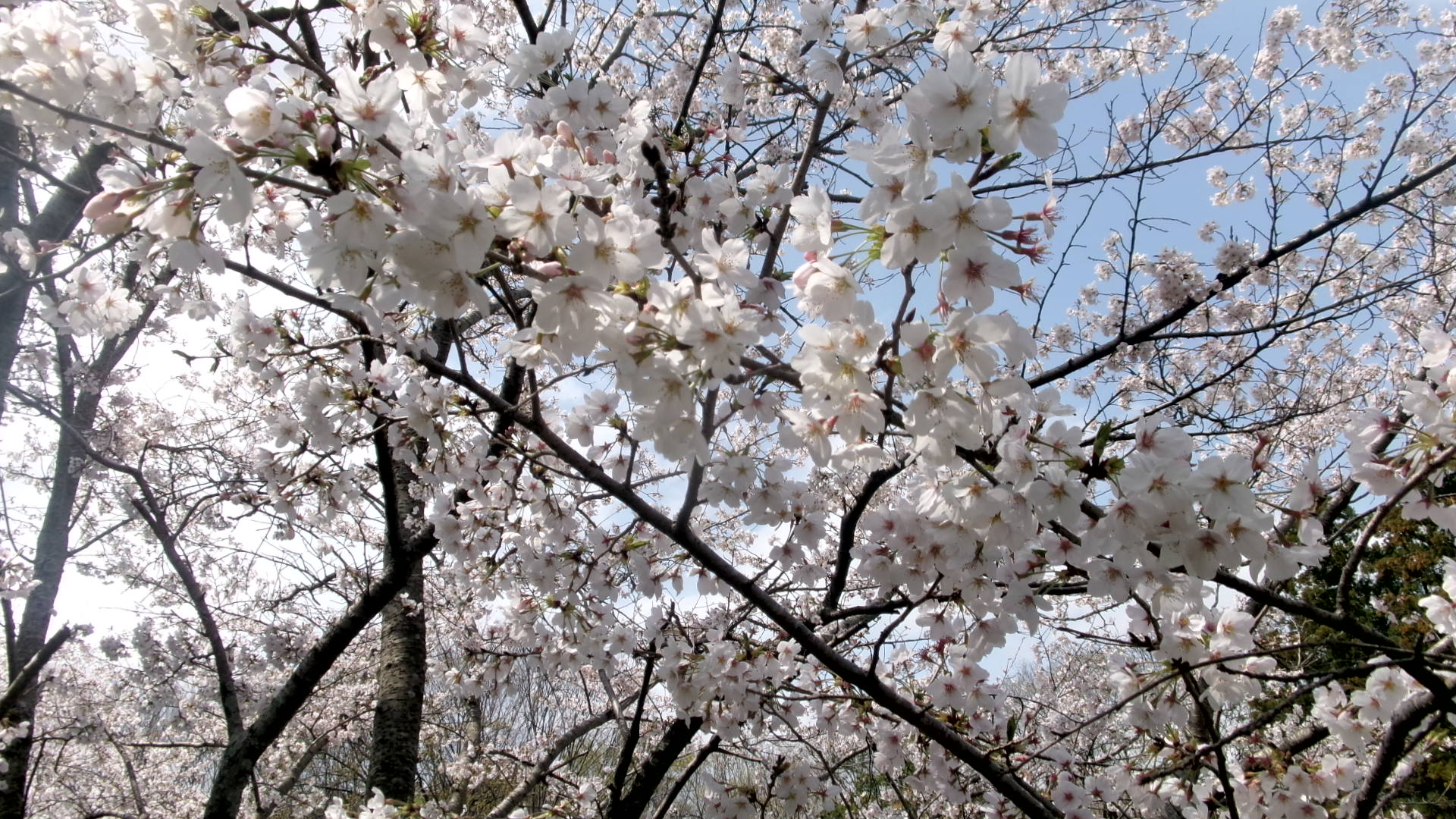 桜3