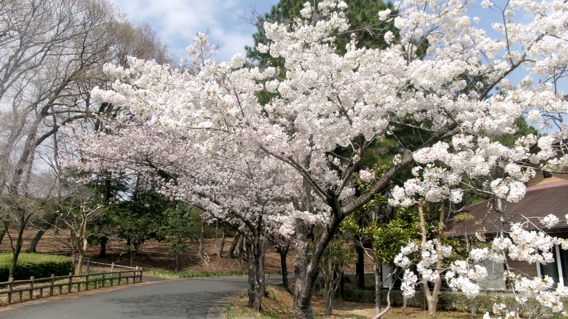 農村公園1