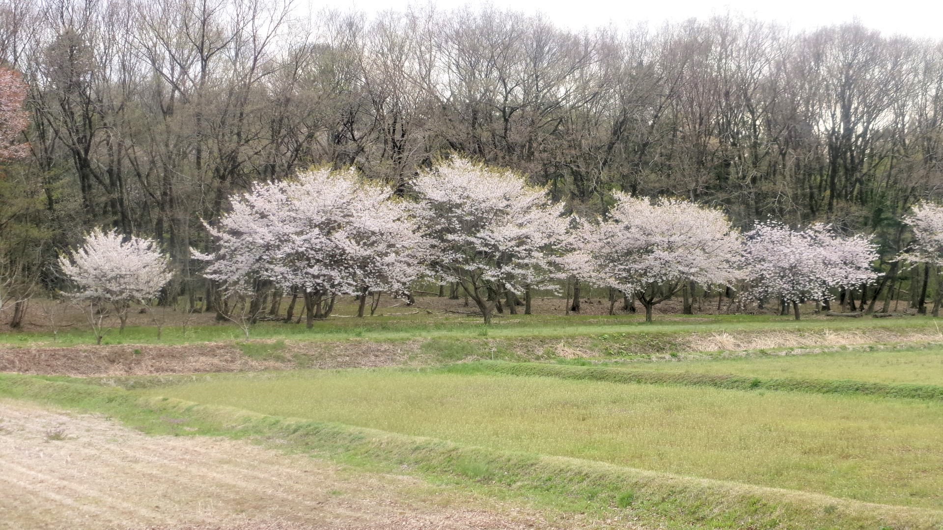 農村公園3