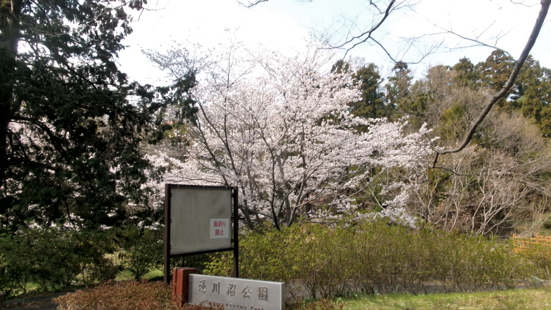 逆川1