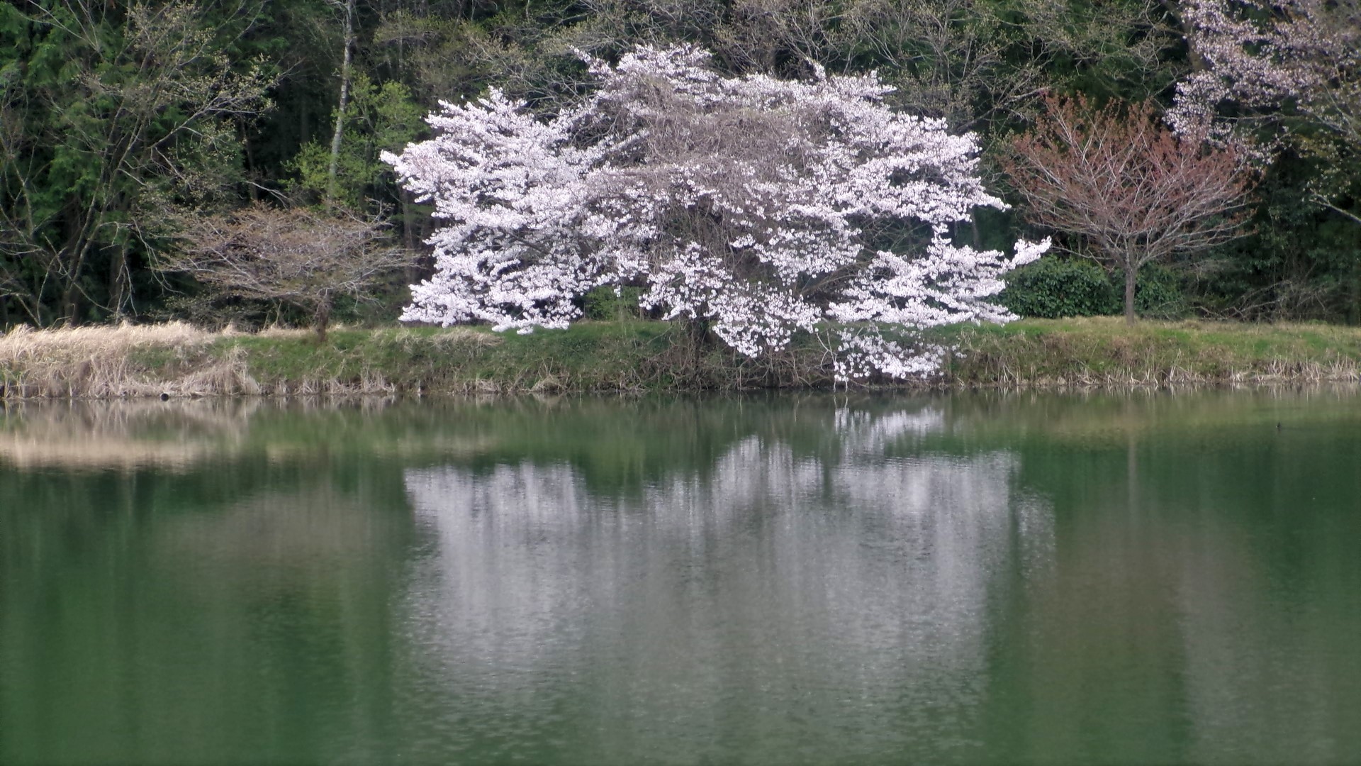 東桜1