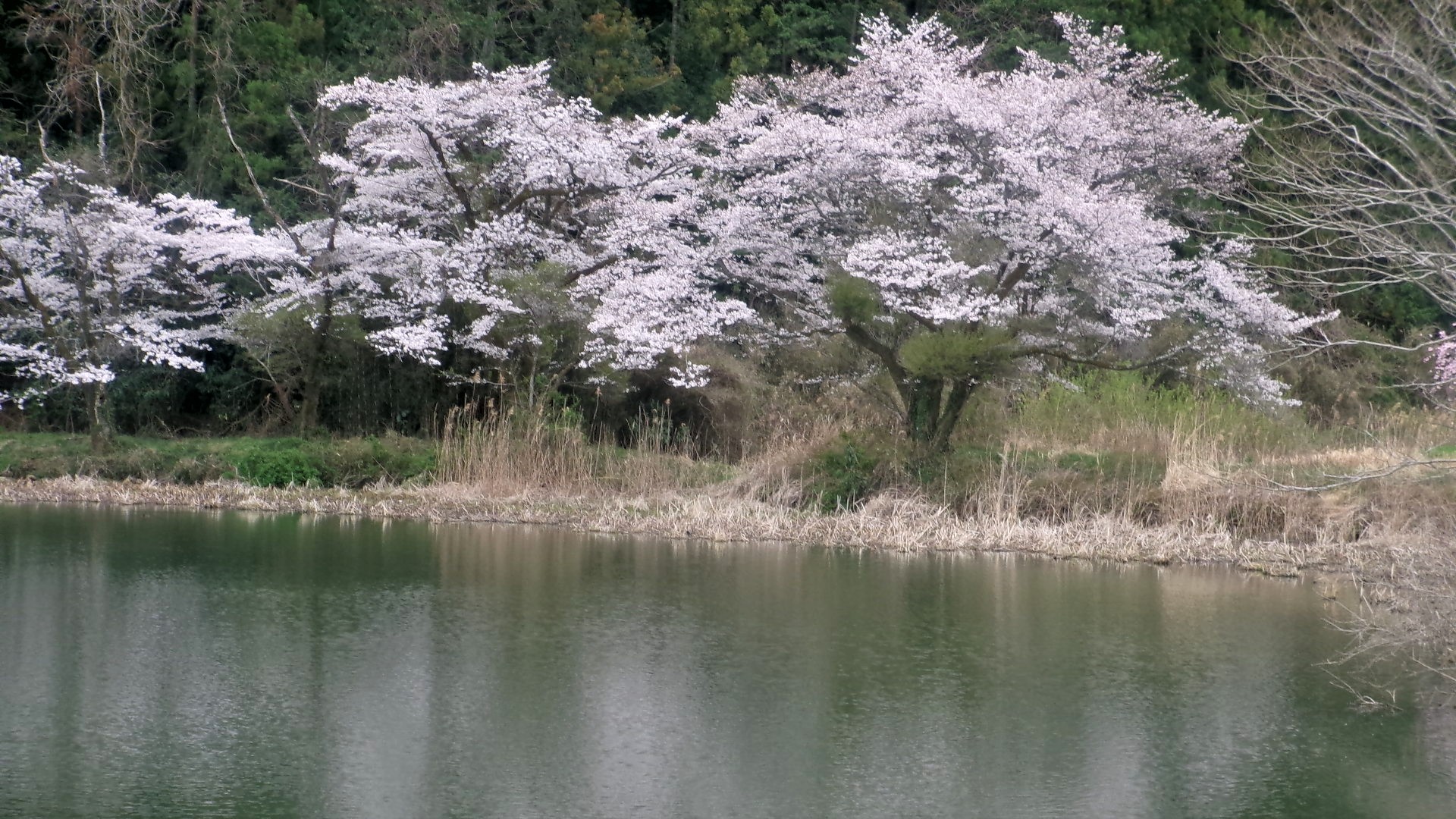 東桜2